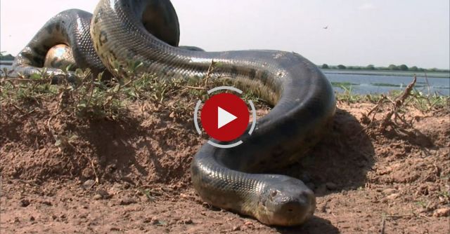5 Grown Men Vs. 1 Big Snake