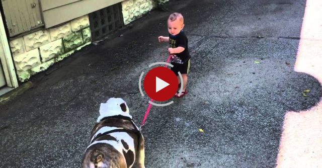 11-month-old Trying To Walk 80 Pound Bulldog
