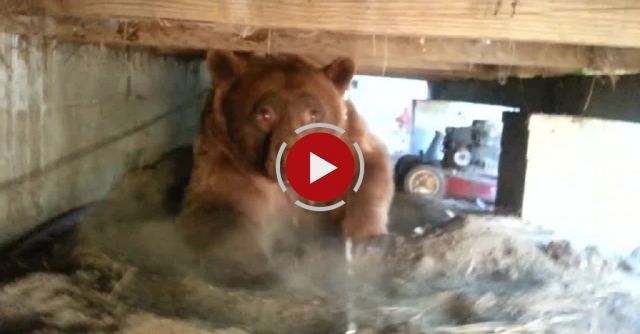 BIG ASS BROWN BEAR UP CLOSE AND PERSONAL........