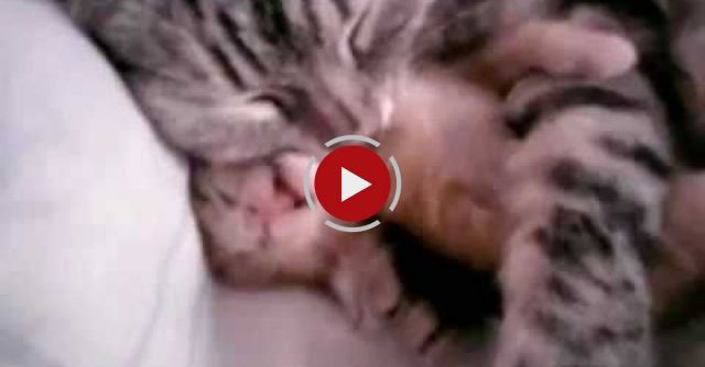 Cat Mom Hugs Baby Kitten