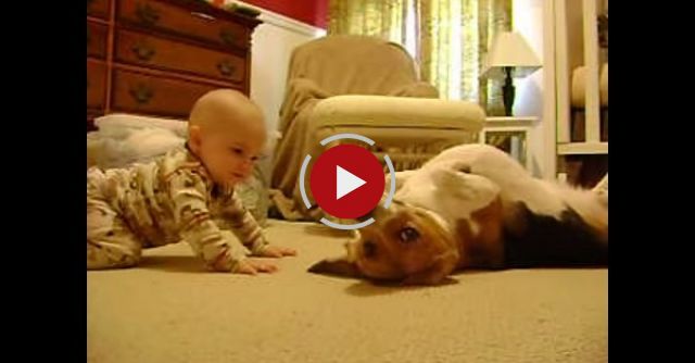 Beagle Meets The Baby