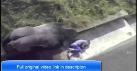 Child Falls Into Gorilla Pit At Zoo