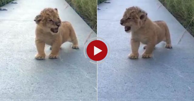 The Littlest Roar