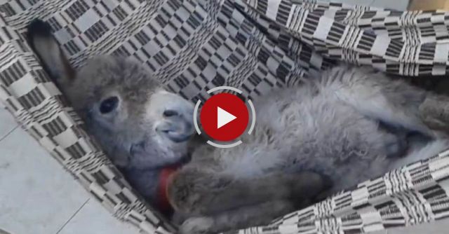 Donkey In A Hammock