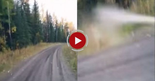 Dual Cougar Attack In Northern Alberta