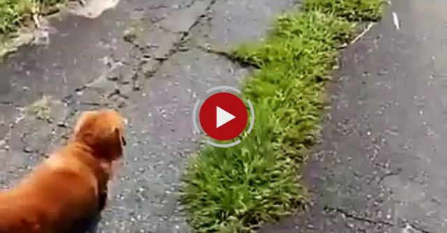 Man Tests His Dog's Loyalty