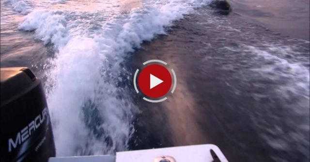 Killer Whales Chase Our Boat Near San Diego Bay