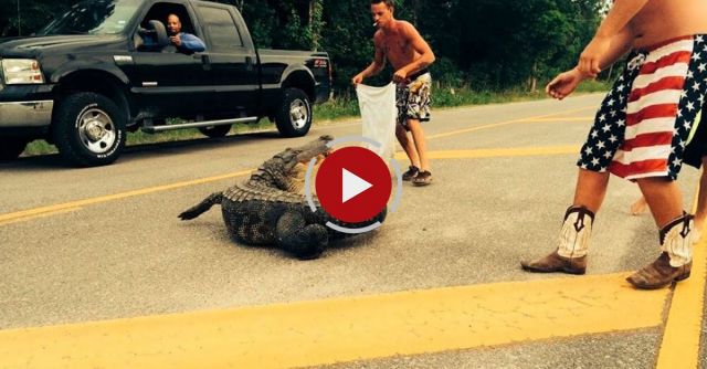 Alligator Attack Caught On Camera: Huge Reptile Snaps Man's Hand