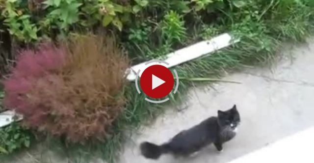 The Return Of The Cat 