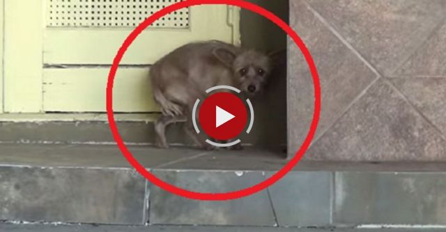 Rescuing A Terrified Abandoned Dog - The Transformation Will Amaze You! Please Share.