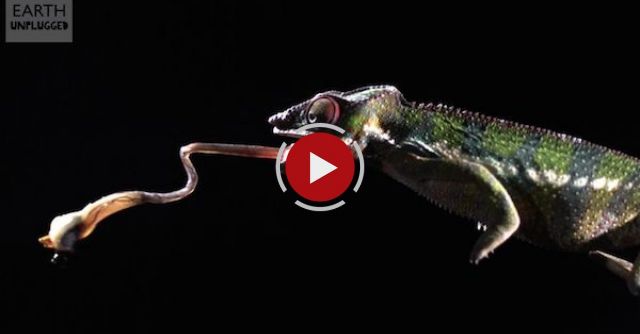 Deadly Animal Attacks In Slow Motion 