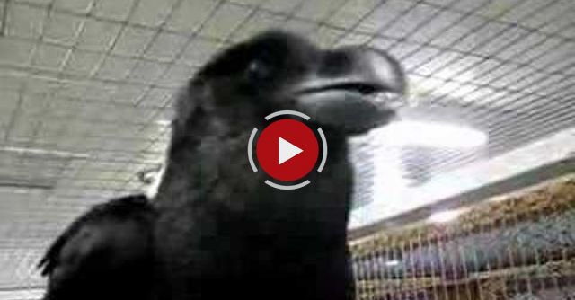 Mischief The Talking Raven