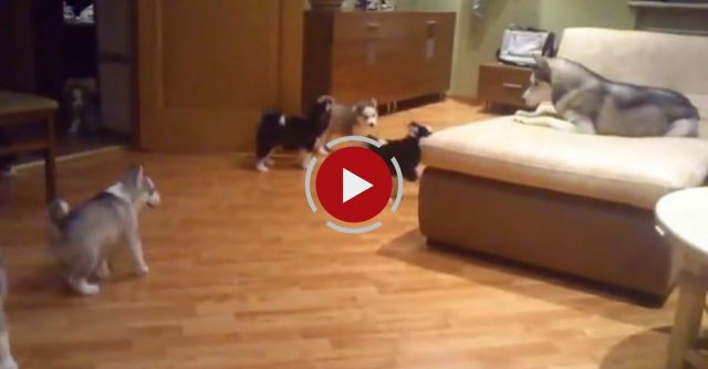 Husky Plays With Her Pups
