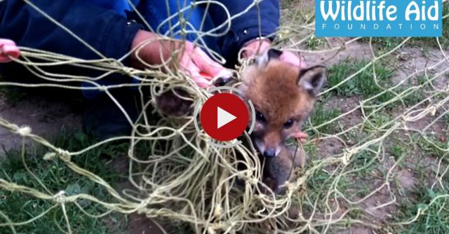 Baby Fox Completely Tangled In Football Net