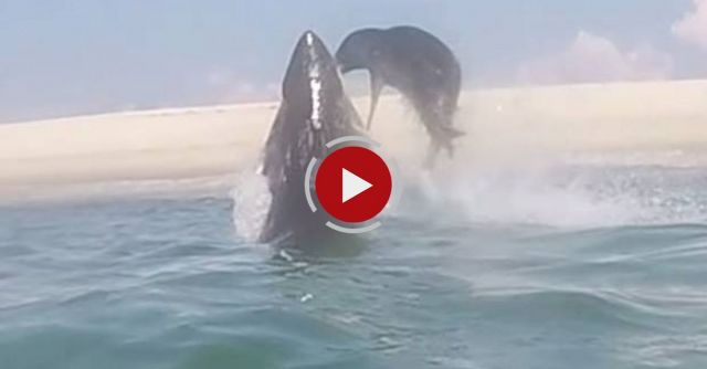 White Shark 0: Seal 1 - Cape Cod