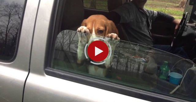 Beagle Puppy Hangs On Car Window