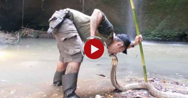 Daredevil Kisses Live Cobra