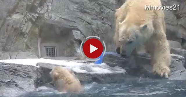 Help Me! Polar Bear Cub Can't Swim Yet