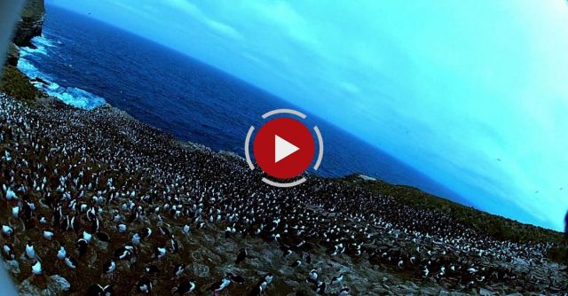 Amazing! Bird Steals Egg Camera & Films Penguin Colony From The Air