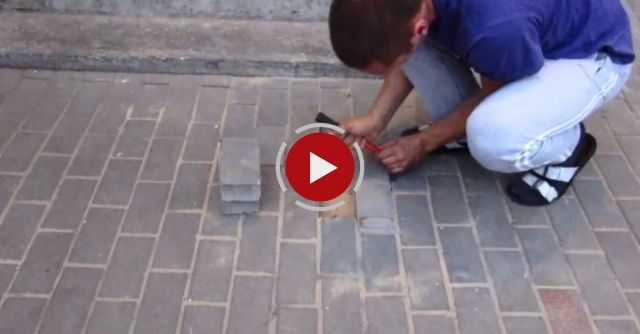 Pregnant Dog Buried Alive