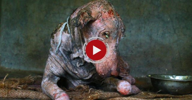 Amazing Transformation Of Sick Dog Who Had Given Up Hope