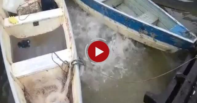 Feeding Piranhas In A River 