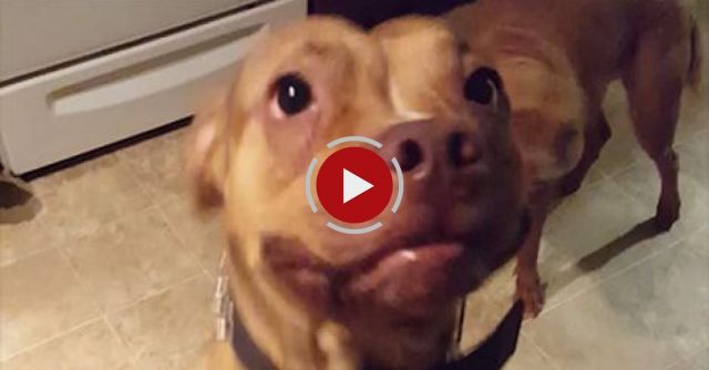 Dogs Don't Understand Our Language My Ass!