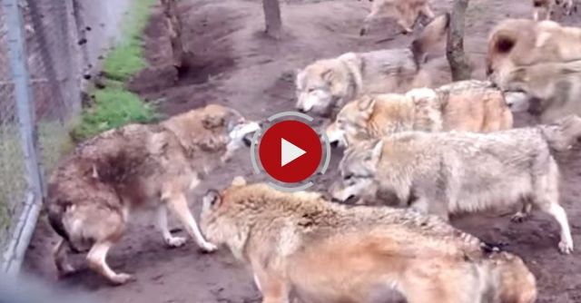 Wolfpack Attack On Omega Wolf!