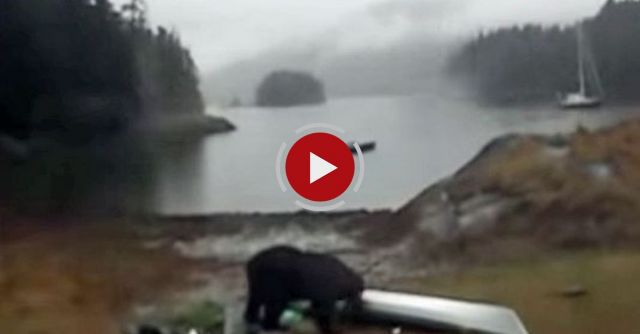 Black Bear Gnaws On Delta 15s Seakayak In Berg Bay, Alaska