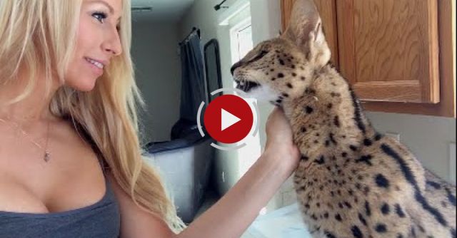 Watch This Cat Say Mom!!