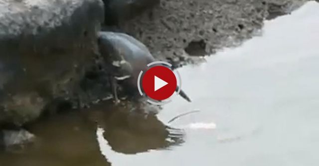 Clever Bird Goes Fishing