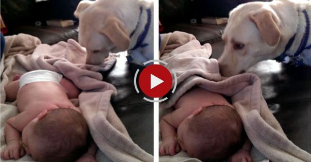 Dog Covers Sleeping Baby Up