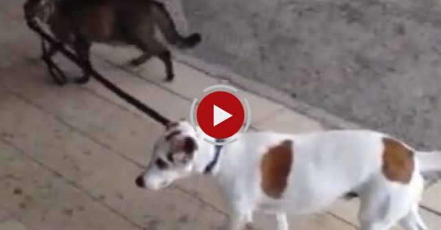 Cat Taking The Dog Home