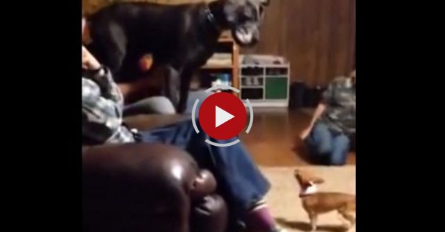 Great Dane Scared By Chihuahua