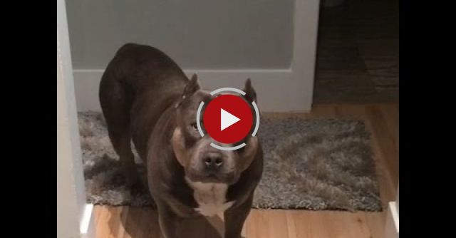 Amazing Funny Talking Dog Bully Pit Bull Compilation
