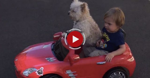Dog Drives Little Boy In Car.....Daisy Driving Oliver