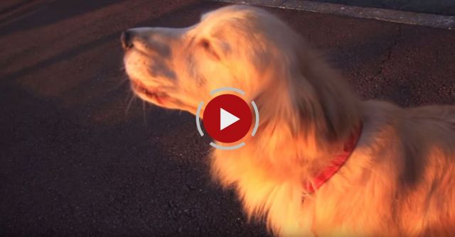 You Haven't Heard A Dog Do This Before.