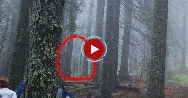 Alien In The Woods