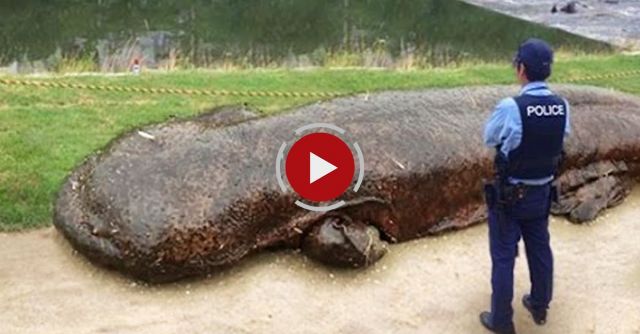 10 Creatures You Never Knew Existed