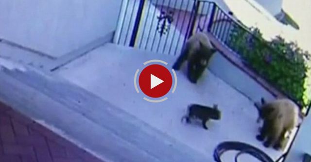 Bears Scared Away By A 20 Pound French Bulldog