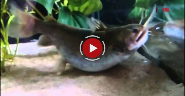Gulper Catfish Eats A Fish It's Own Size
