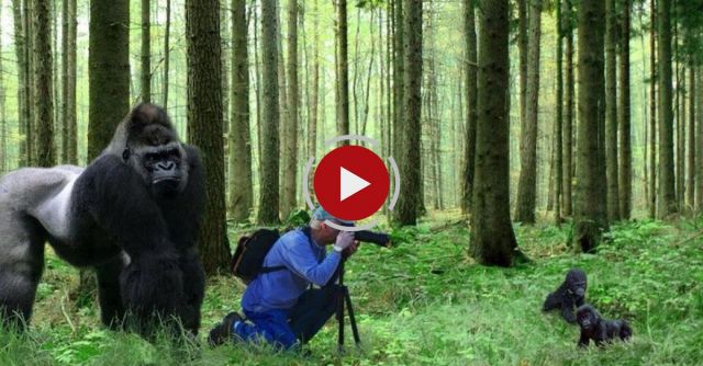 Crazy Gorilla Attack