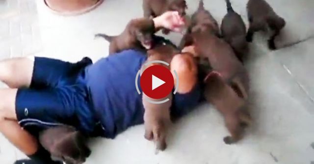 Puppies Attack Their Master