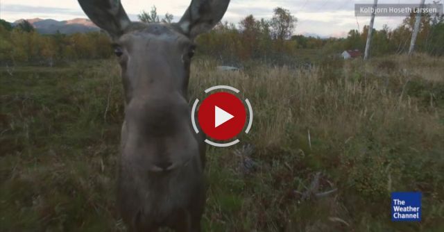 Moose Plays With Drone