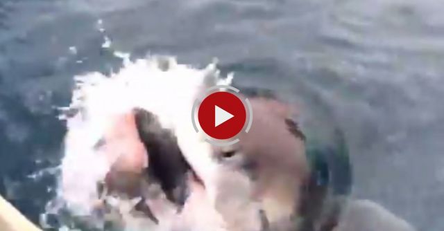 Shark Steals Fish Off Fisherman's Line
