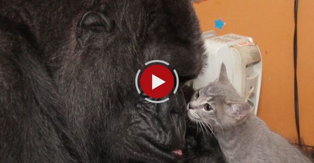 Koko, The Gorilla Meets 2 New Kittens And Her Reactions Are Incredible