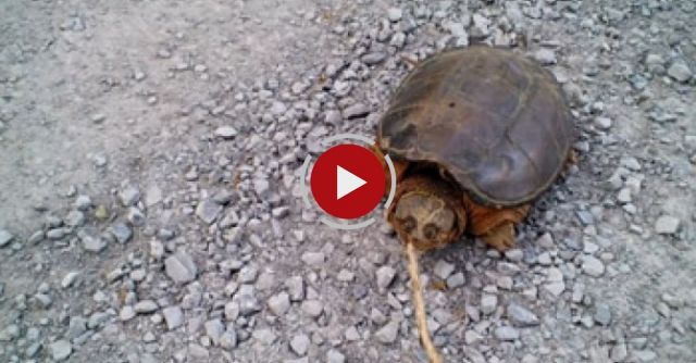 Snapping Turtle Attacks Man Who Pokes Him With A Stick