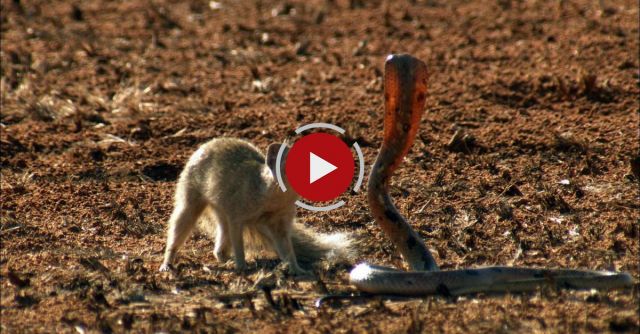 Mongoose Vs. Cobra