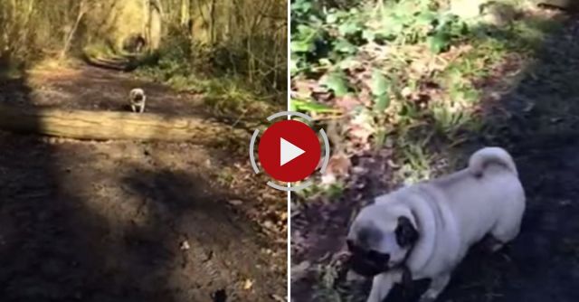 Oscar The Pug Log Jumping Fail 