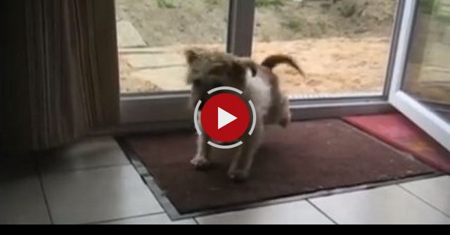 Polite Dogs Wipe Their Feet